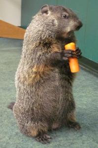 Groundhog with carrot