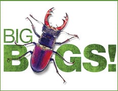 Home-page-block-Bugs