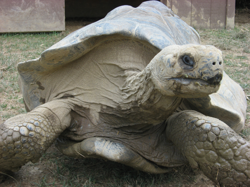 Peeling-tortoise