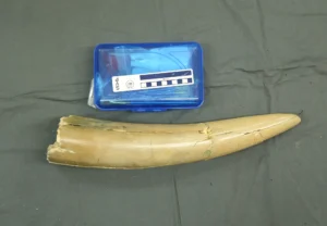 Mastodon tusk tip