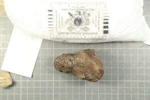 Mastodon manual phalanx (finger bone)