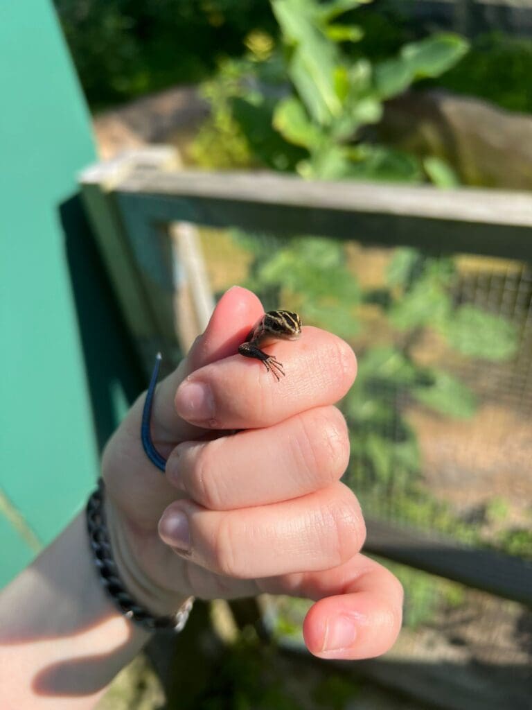 Skinks and Fence Swifts are small and very flighty!