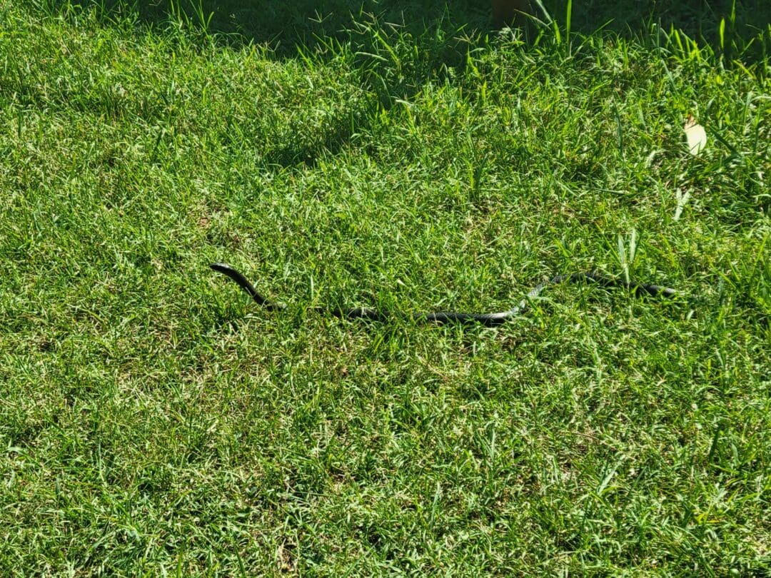 A Black Racer exploring the lawn at the VLM. They are quite fast and often dart away if they feel threatened.