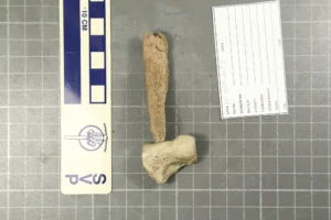 Mastodon rib