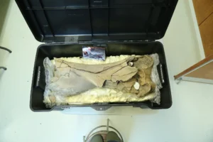 Mastodon humerus