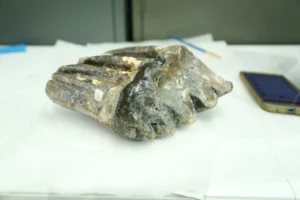 Mastodon molars