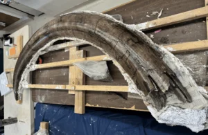 Mastodon tusk