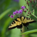 Naturally Speaking: Turning Blooms to Butterflies
