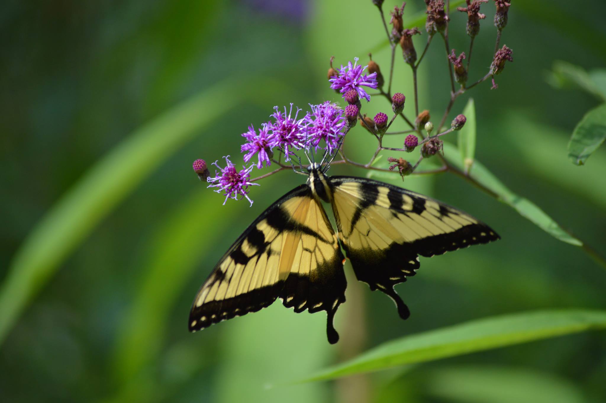 Naturally Speaking: Turning Blooms to Butterflies
