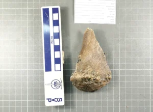 Mastodon skull fragment