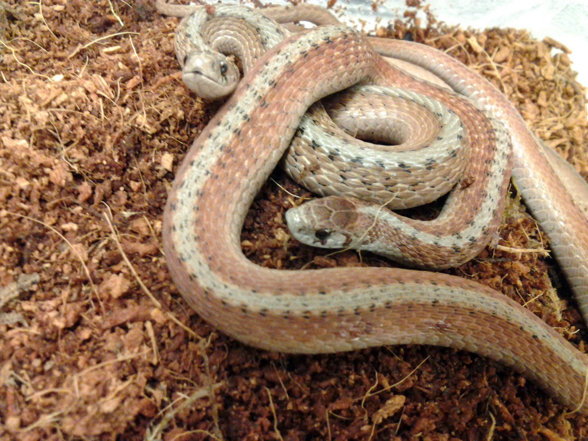 virginia-living-museum-identifying-common-snakes-virginia-living-museum