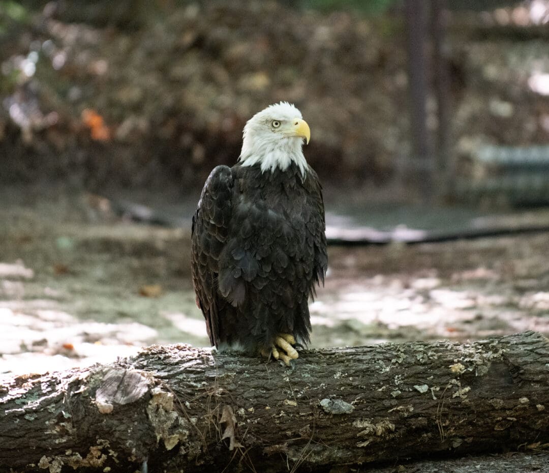VLM Animal Archives | Virginia Living Museum