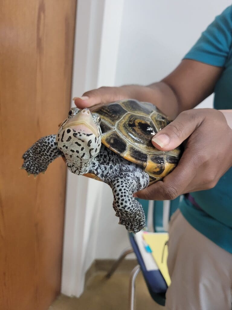 Grip turtles on the sides.