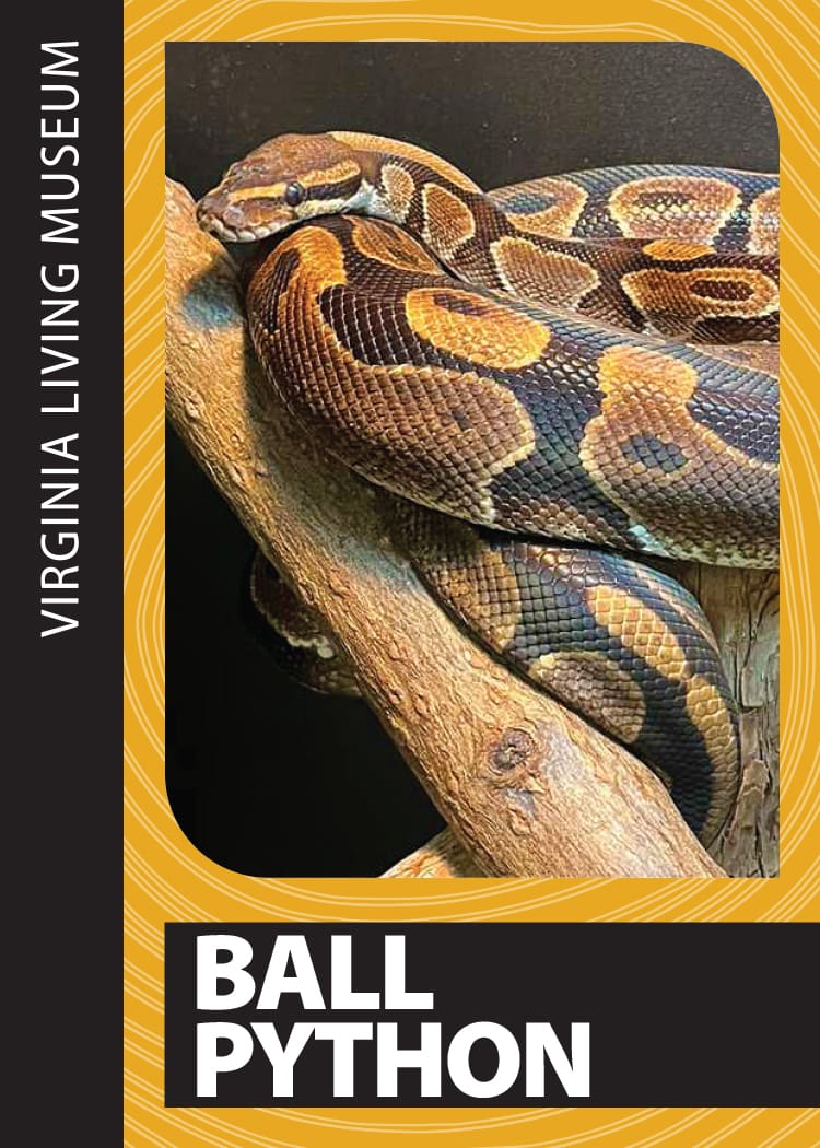 Ball Python Virginia Living Museum Trading Card