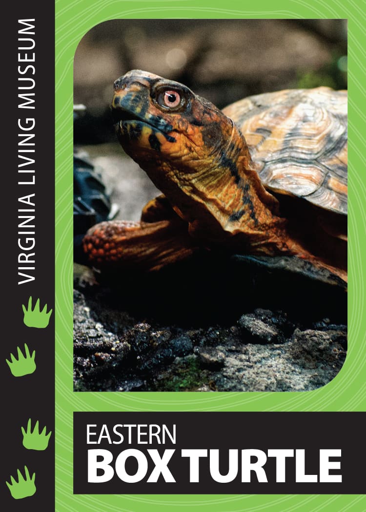 Eastern Box Turtle Virginia Living Museum Trading Card