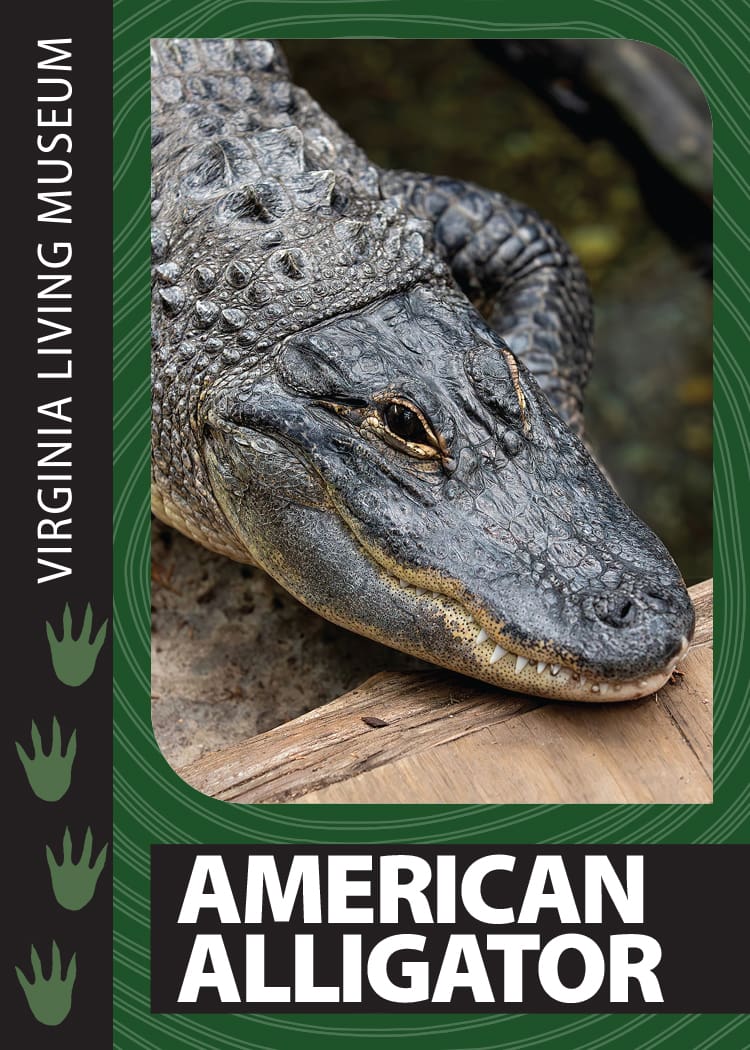American Alligator, Virginia Living Museum Trading Card