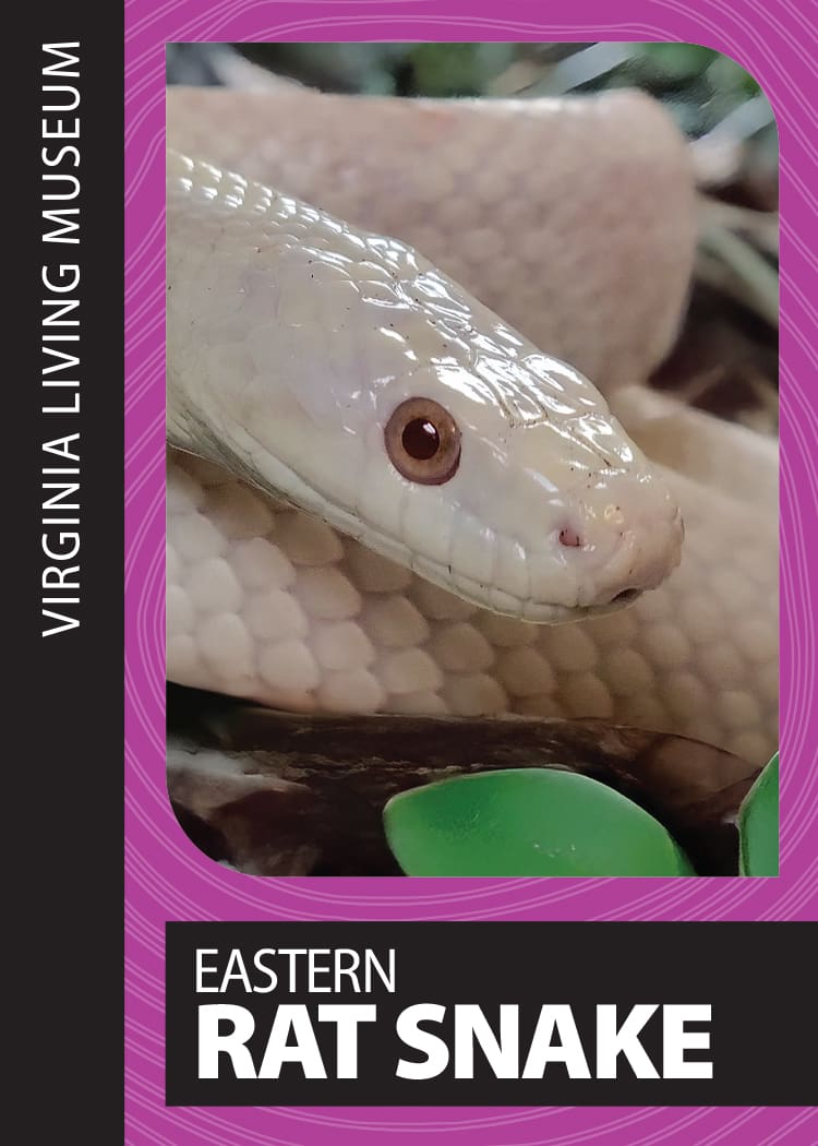 Eastern Rat Snake Virginia Living Museum Trading Card