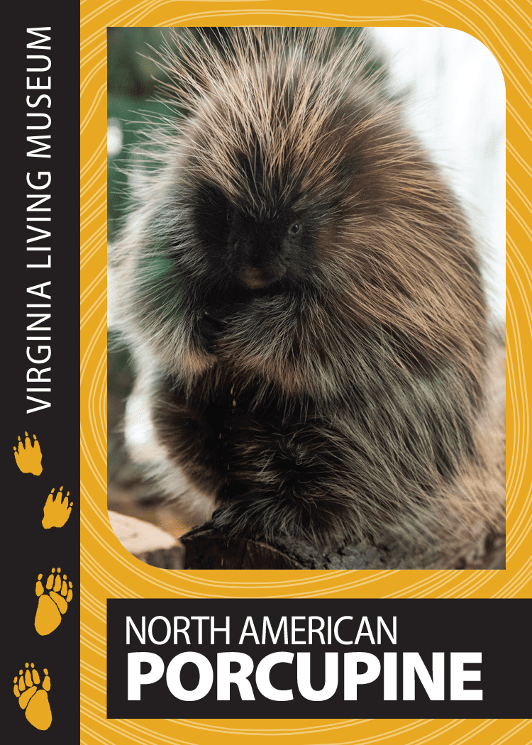 North American Porcupine Trading Card