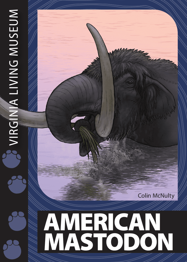 American Mastodon Trading Card
