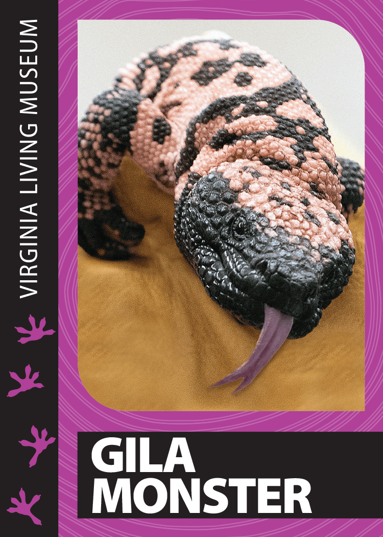 Gila Monster Trading Card