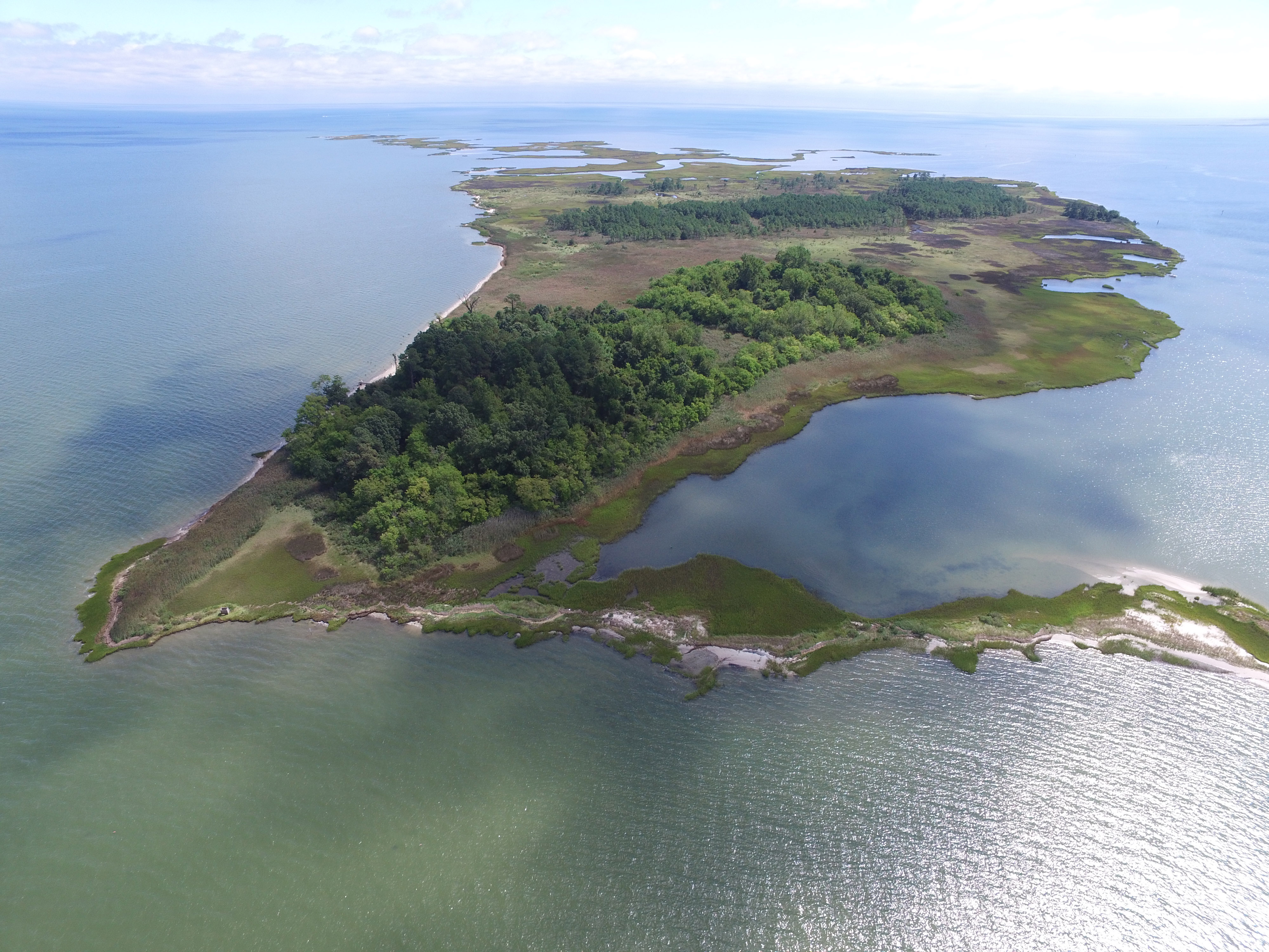 Naturally Speaking: Salt Marshes, Ghost Forests, and Sea Level Rise