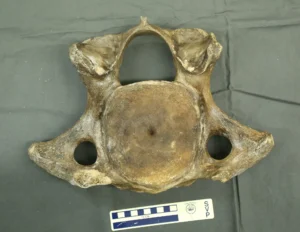 Mastodon cervical (neck) vertibrae