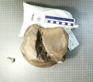 Mastodon astragalus (ankle bone)
