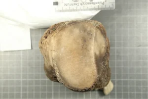Mastodon metatarsal