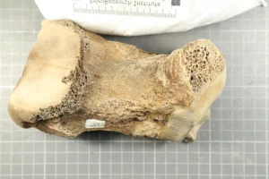 Mastodon metacarpal (hand bone)