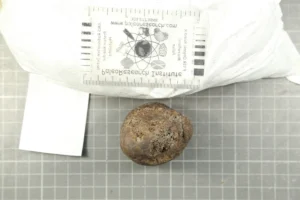 Mastodon pisiform (wrist bone)