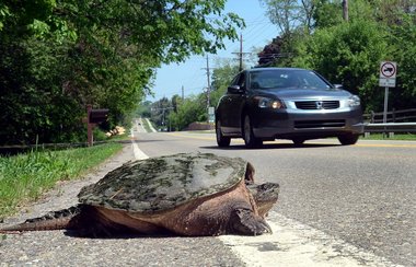 A common snapping turtle attempts to cross the road. Photo credit: Kathryn Carse