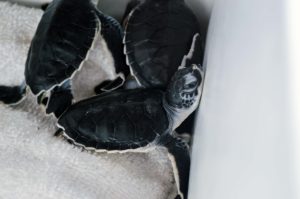 Hatchlings and yearlings were also released 