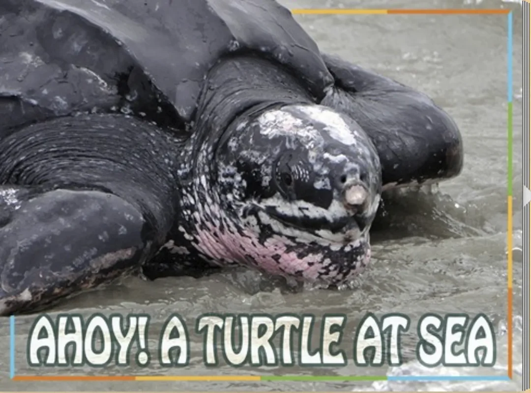 Ahoy - A Turtle at Sea
