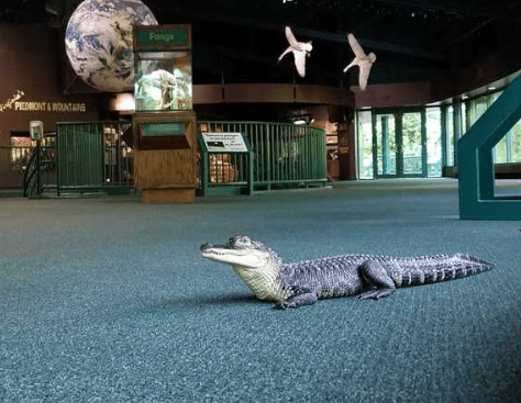 Alligator out of enclosure at Virginia Living Museum
