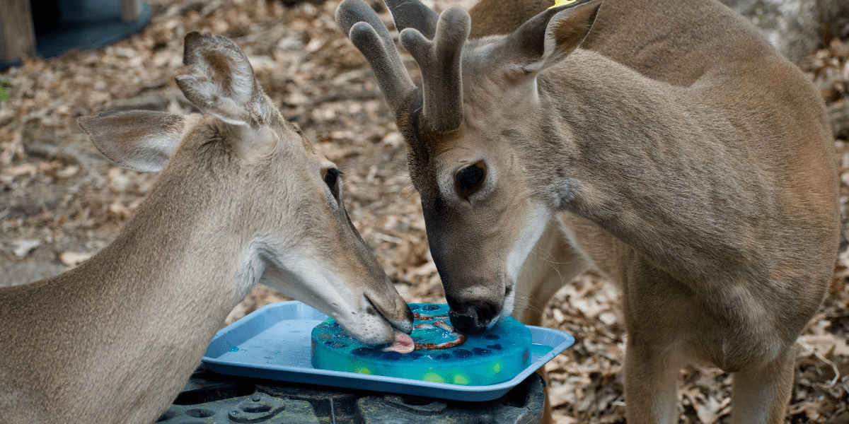 Animal Birthday Celebration: Medieval Times Edition