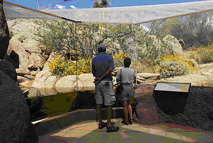 The Arizona-Sonora Desert Museum’s exhibits showcase the desert flora and fauna with minimal man-made obstructions. [Photo by Tucson Citizen]