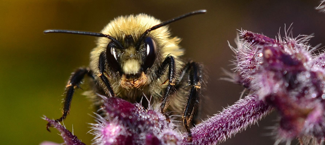 Bee-utiful Bees!