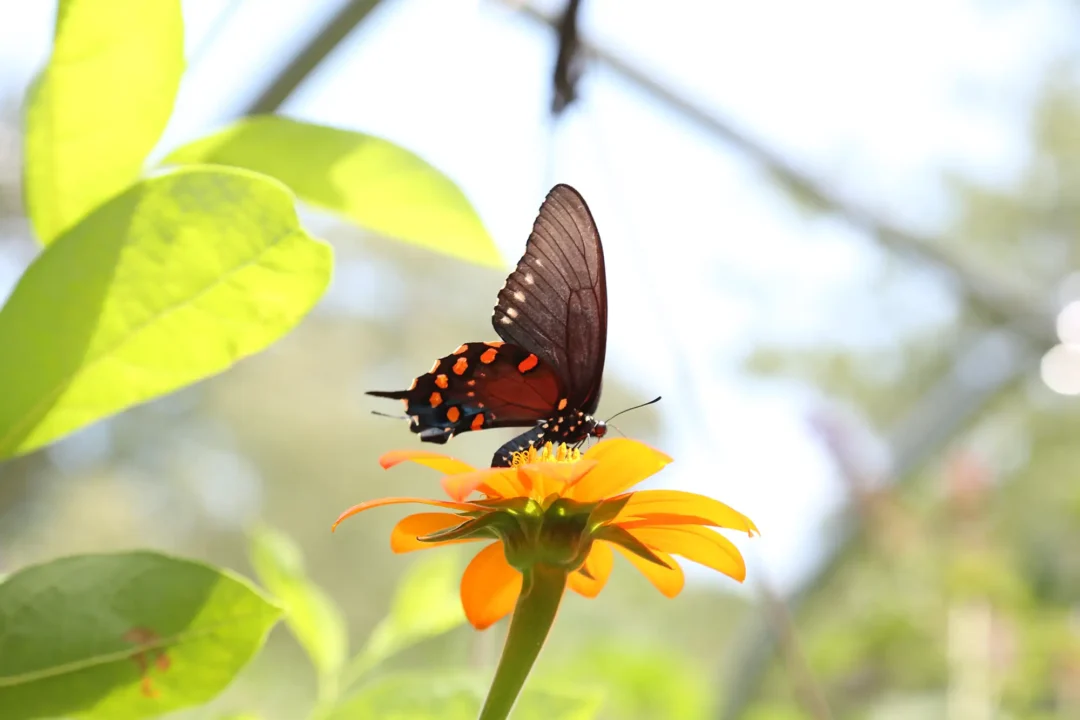 Butterfly at The VLM