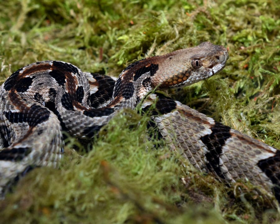 Virginia Living Museum | Herp Highlight #10: Canebrake Rattlesnake ...