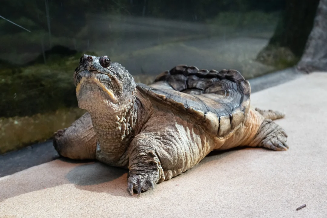 Common Snapping Turtle - Peach
