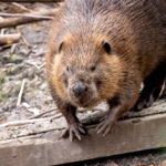 LIVE Natural Education- Beavers