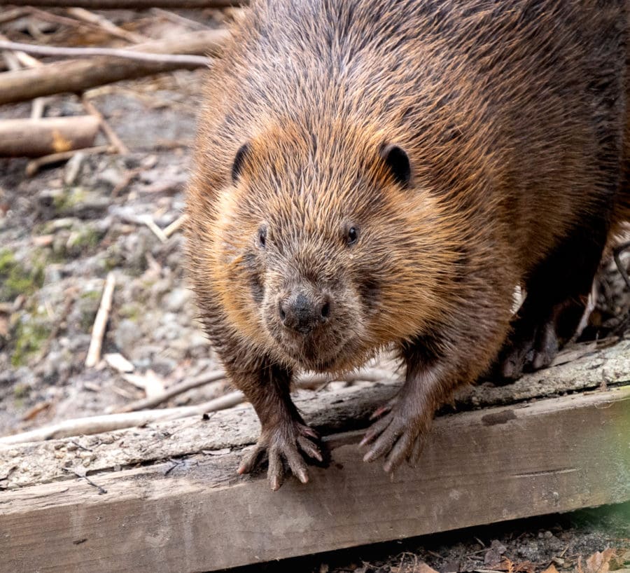 Virginia Living Museum LIVE Natural Education Beavers Virginia