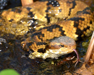 Cottonmouth floating on the water's surface. Photo Credit: Karl Rebenstorf