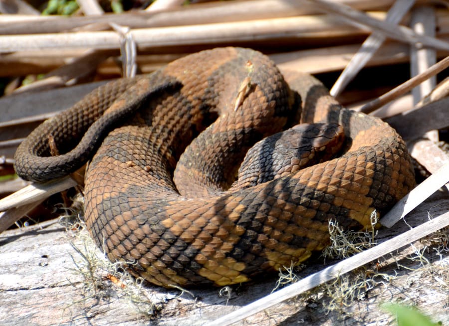 Virginia Living Museum | Herp Highlight #7: Eastern Cottonmouth ...