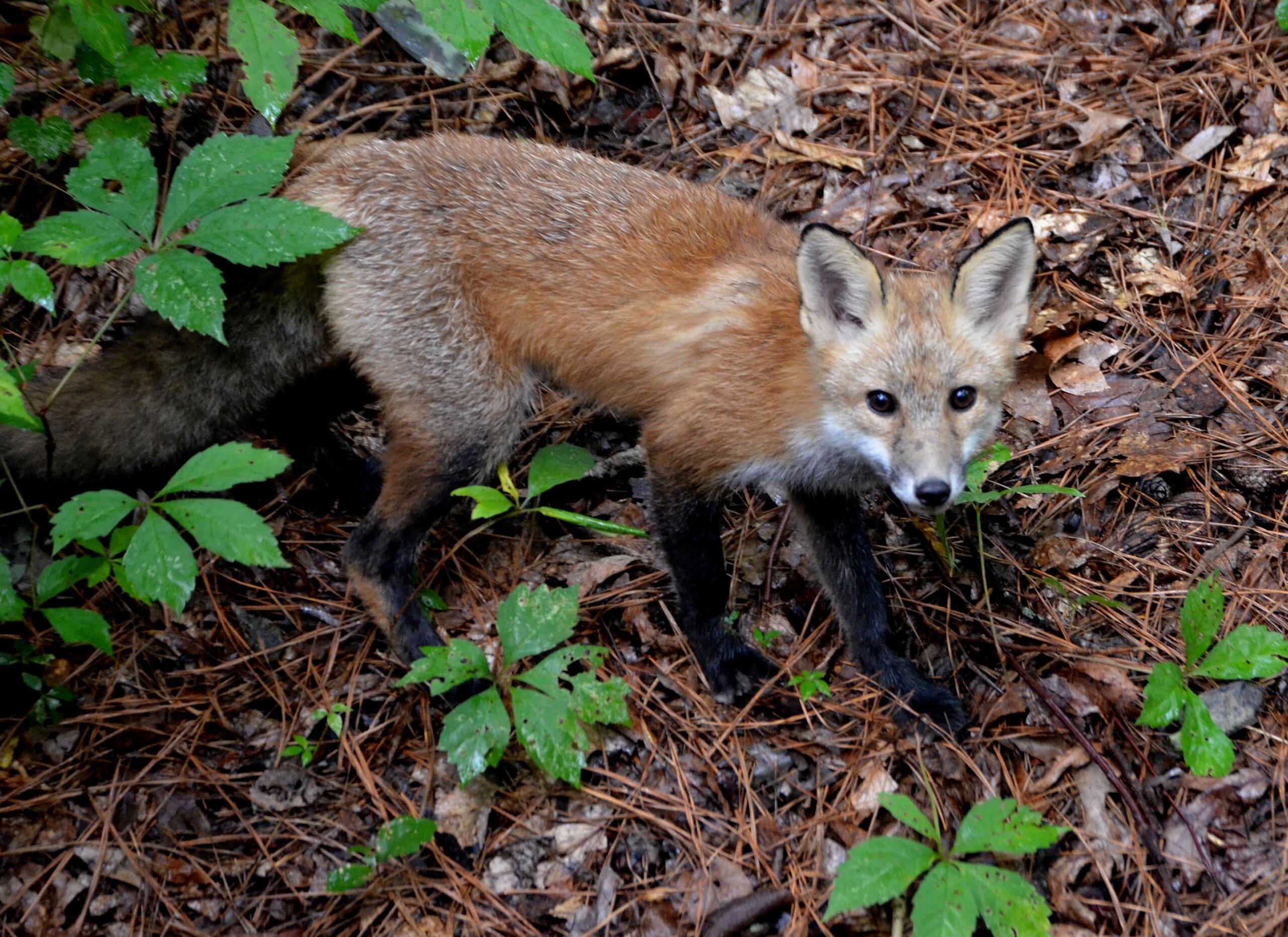 Virginia Living Museum Two Red Fox Kits | Virginia Living