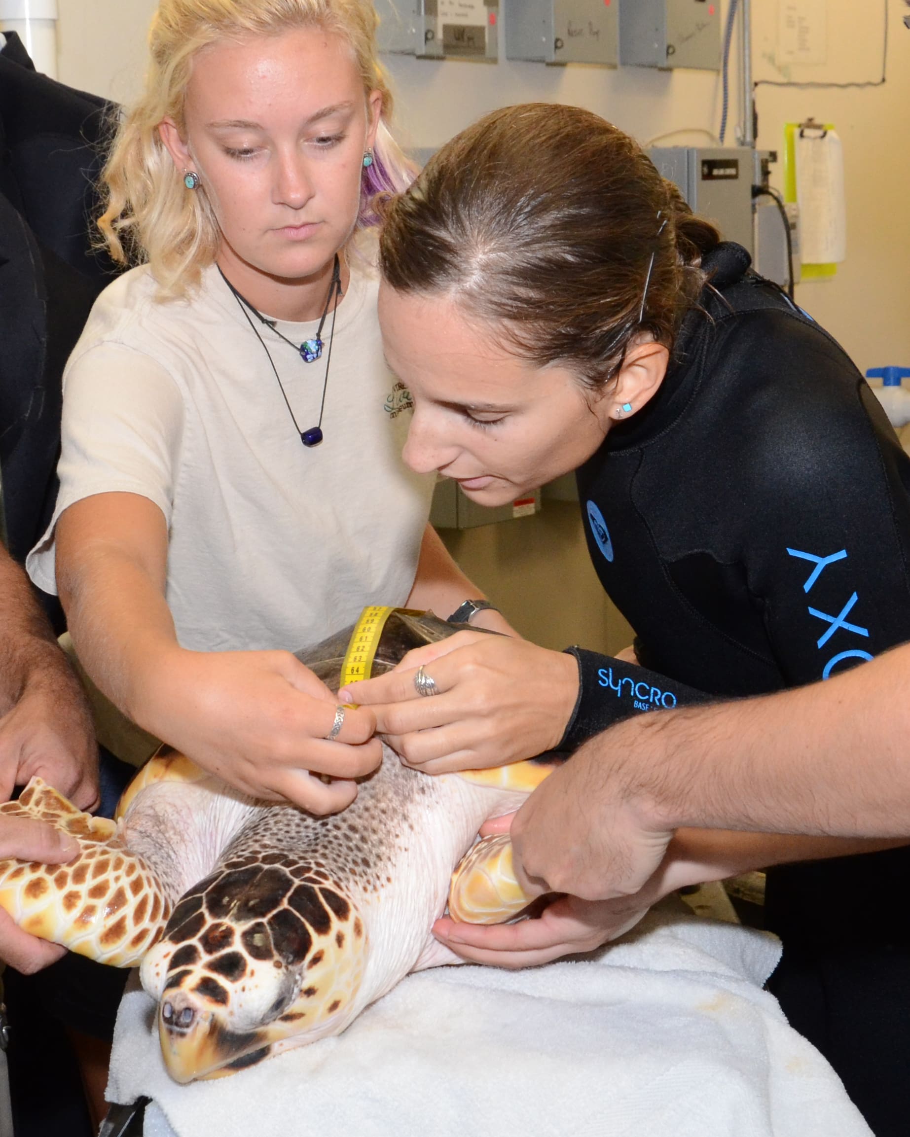 Sea Turtle Physical | Virginia Living Museum