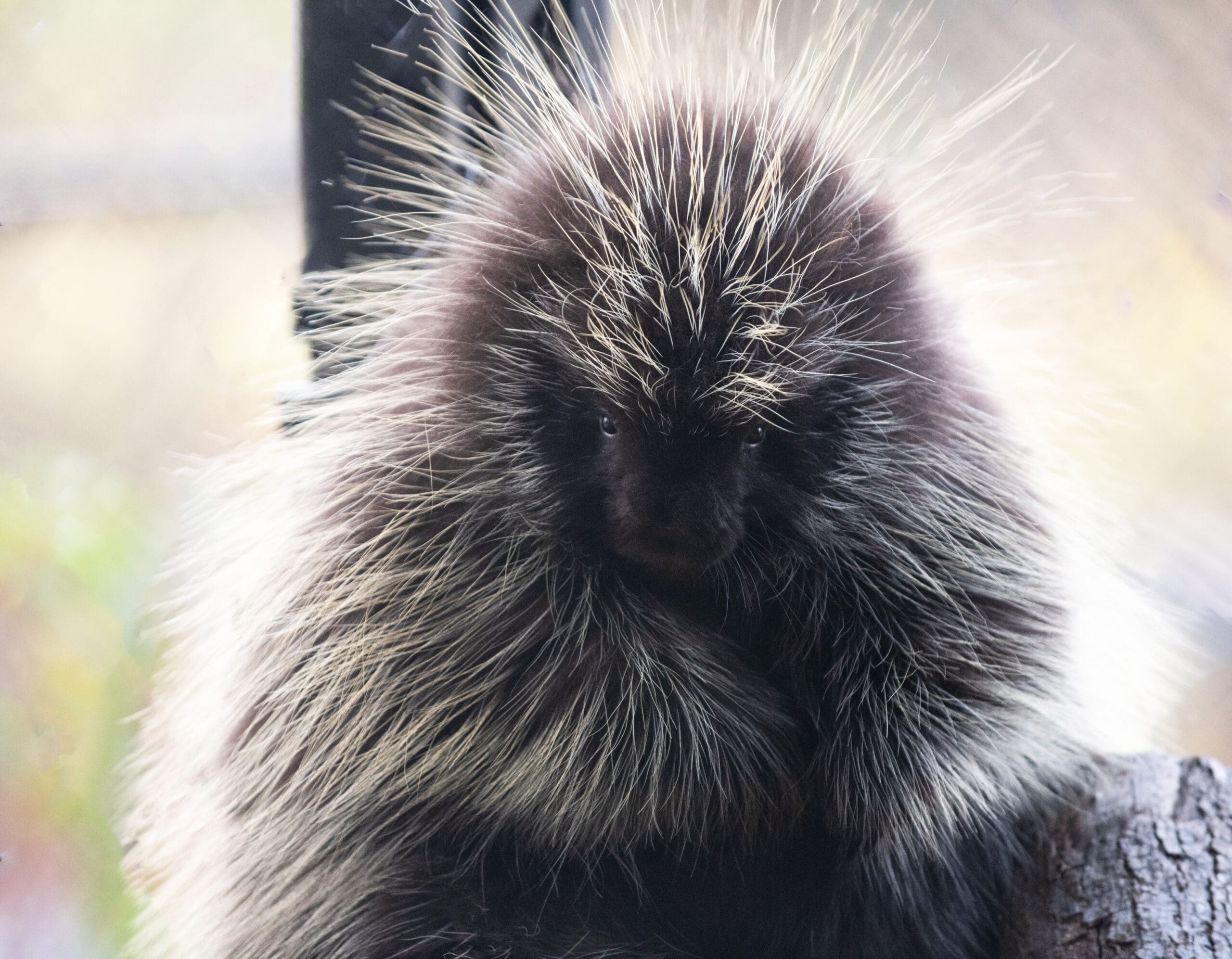 North American Porcupine | Virginia Living Museum