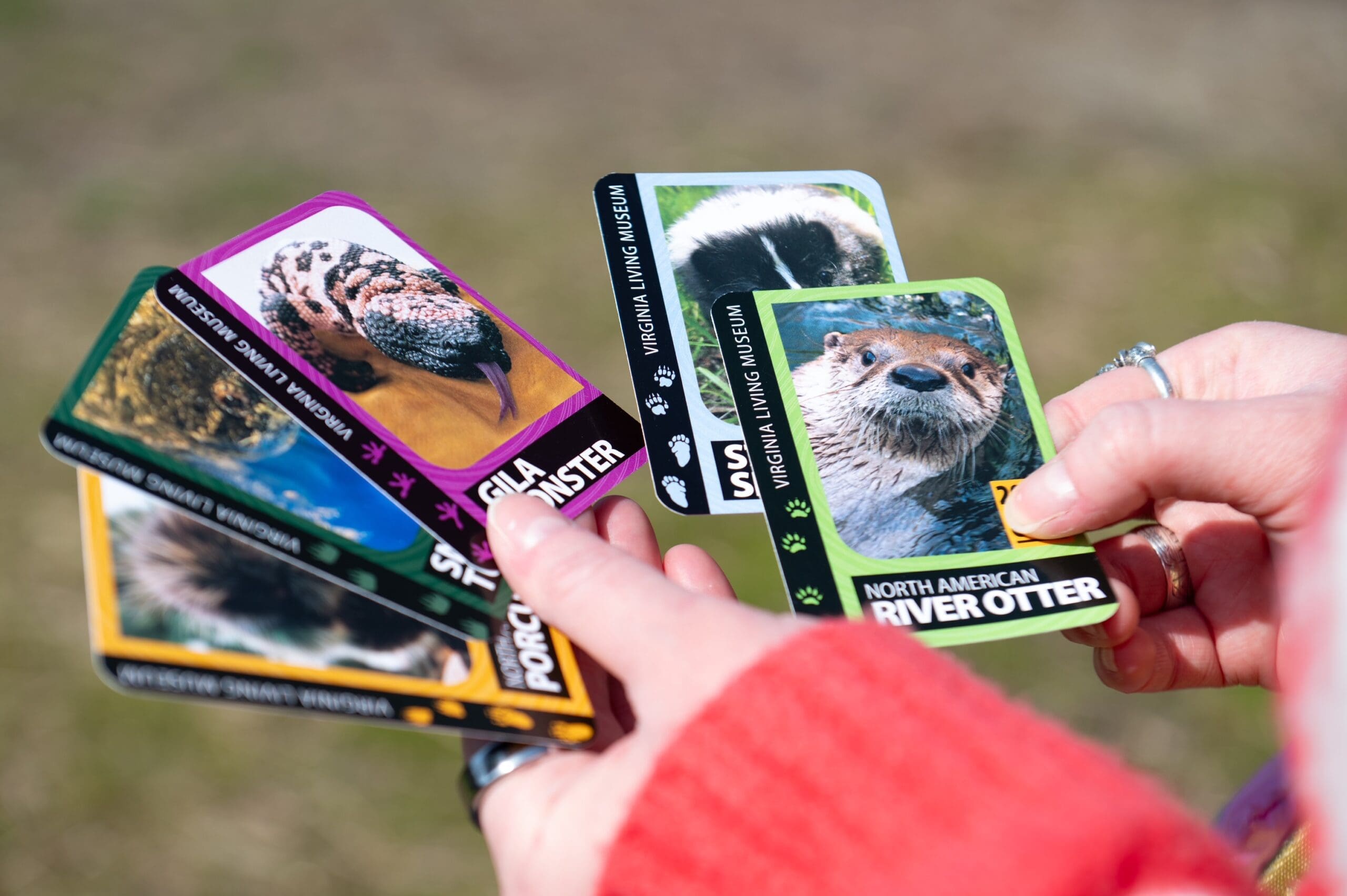 Virginia Living Museum Trading Cards | Virginia Living Museum
