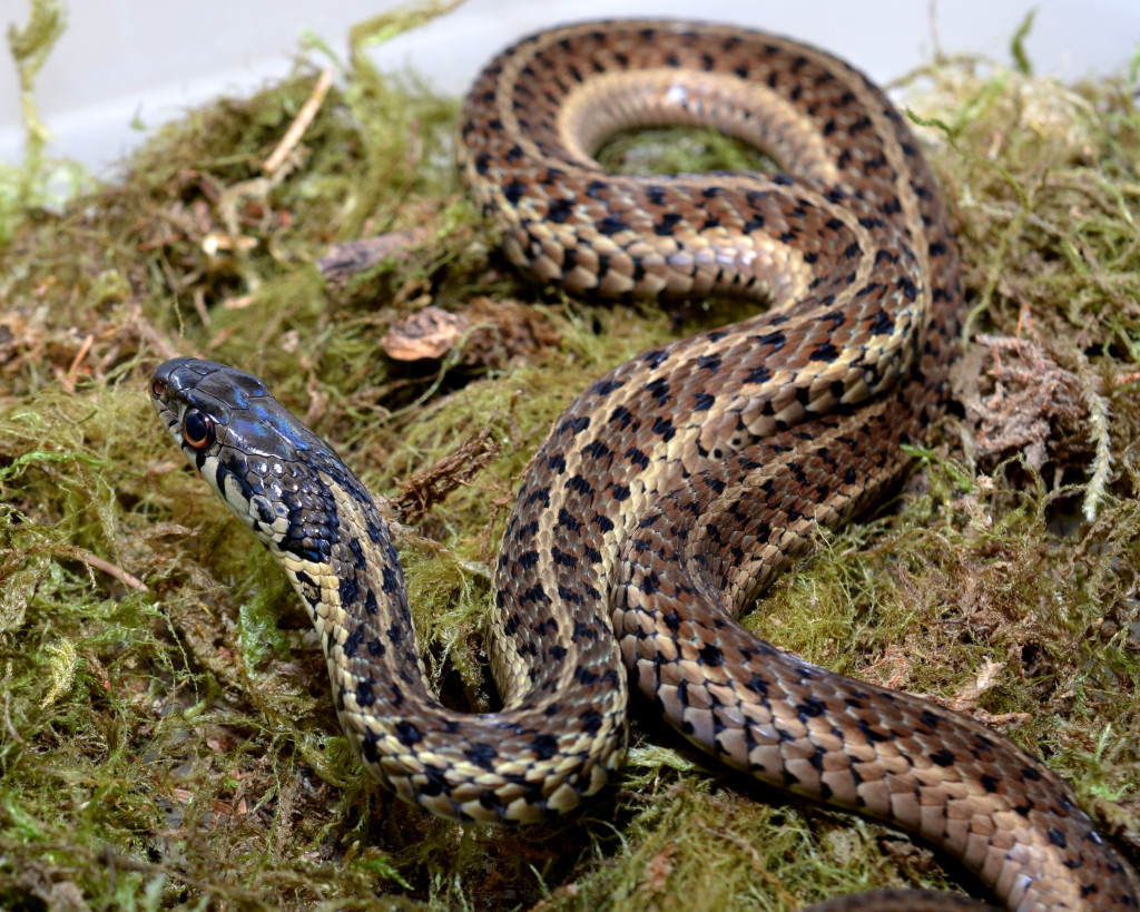 Garter Snakes, common in Virginia, are voracious insectivores, and protect gardens from unwanted pests! Photo credit: Karl Rebenstorf