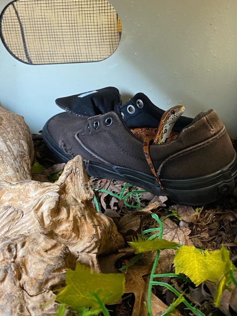 Snake in a shoe